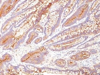 CD66 (CEA)(COL-1), CF405S conjugate, 0.1mg/mL