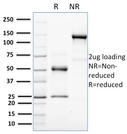 view image 106- Immunomart