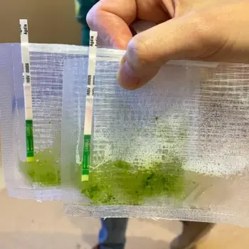 INSV ImmunoStrip® for Impatiens necrotic spot virus- with sample buffer bags - Plant Rapid Test Kit - Immunomart