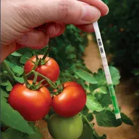 TMV ImmunoStrip® for Tobacco mosaic virus- with sample buffer bags - Plant Rapid Test Kit - Immunomart