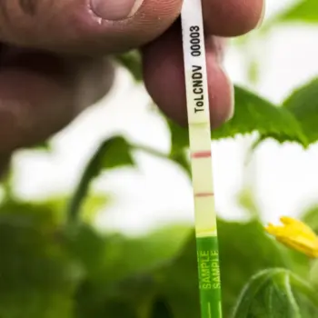 ToLCNDV ImmunoStrip® for Tomato leaf curl New Delhi virus- with sample buffer bags