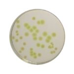 HiMedia GM024 – product image