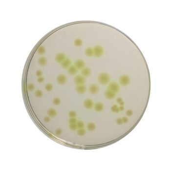 HiMedia GM024 - distributed by Immunomart