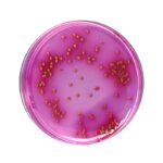 Endo Agar 1 HiMedia GM029 – product image