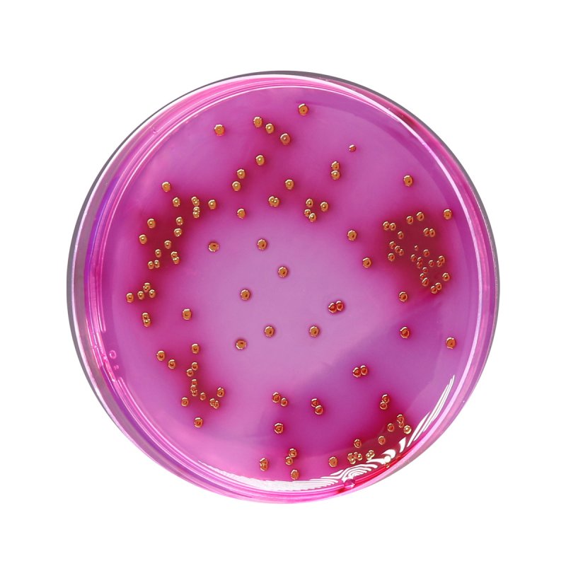 HiMedia GM029 - product image HiMedia GM029 - distributed by Immunomart
