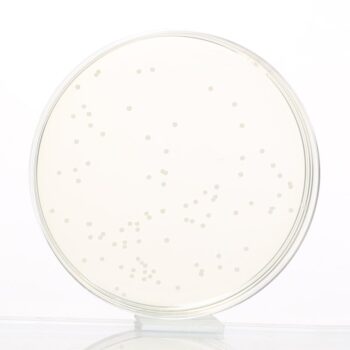 HiMedia GM073 - distributed by Immunomart