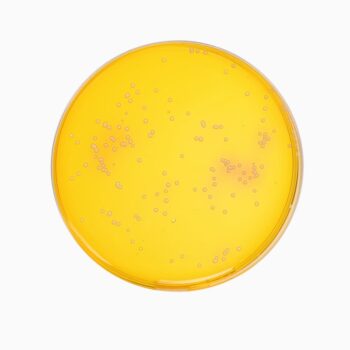 HiMedia GM188 - distributed by Immunomart