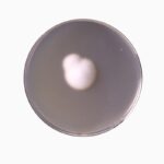 HiMedia GM286 – product image