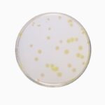 Soyabean Casein Digest Agar 1 HiMedia GM290 – product image