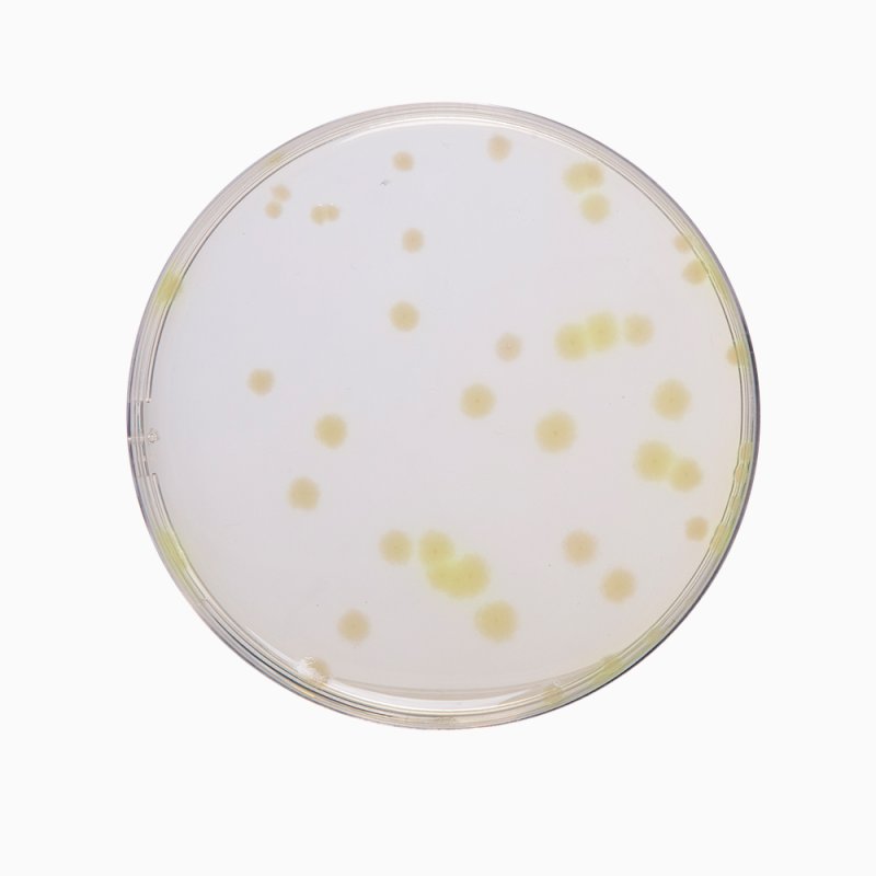 HiMedia GM290 - product image HiMedia GM290 - distributed by Immunomart