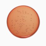 Nutrient Agar, pH 7.0 1 HiMedia GM561A – product image