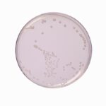 HiMedia GM962 – product image