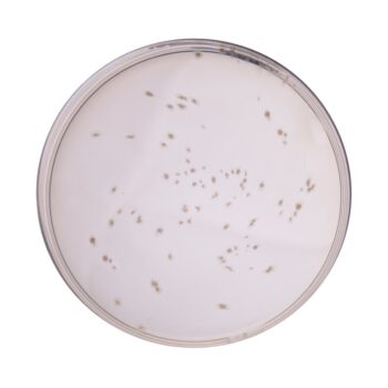 HiMedia M144 - distributed by Immunomart