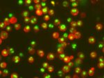 NucviewMicrovial