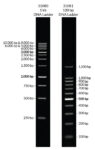 Biotium-Microvial-3