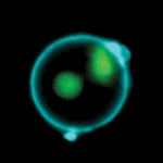 Apoptosis34-11