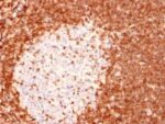 bcl-2(8C8), CF647 conjugate, 0.1mg/mL