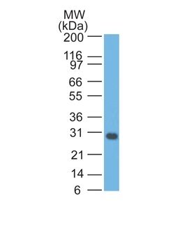 bcl-x(BX006), CF647 conjugate, 0.1mg/mL