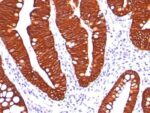 Cytokeratin 19(A53-B/A2.26), CF555 conjugate, 0.1mg/mL