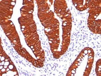 Cytokeratin 19(A53-B/A2.26), CF555 conjugate, 0.1mg/mL