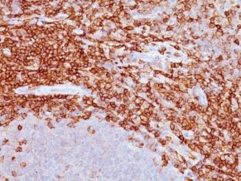 CD43(DF-T1), CF594 conjugate, 0.1mg/mL
