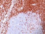 bcl-2(100/D5), CF488A conjugate, 0.1mg/mL