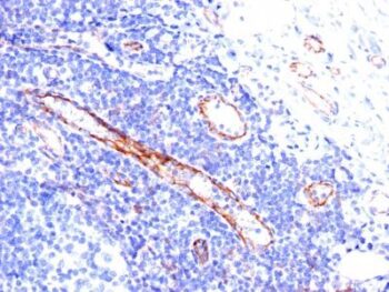 CD31 / PECAM-1(C31.3), CF594 conjugate, 0.1mg/mL