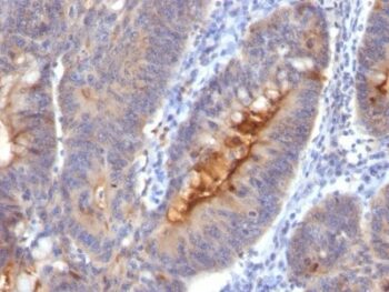 IgA Secretory Component(SC05), CF568 conjugate, 0.1mg/mL