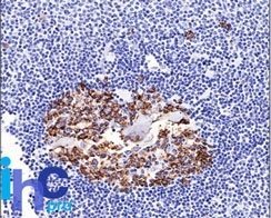 CDw75(LN-1), 0.2mg/mL