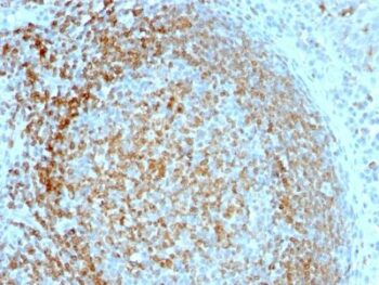 CD74(LN-2), 0.2mg/mL