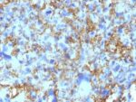 HLA-DRB(LN-3), CF488A conjugate, 0.1mg/mL