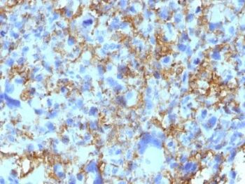 HLA-DRB(LN-3), CF488A conjugate, 0.1mg/mL