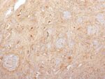 Fibronectin(2755-8), CF488A conjugate, 0.1mg/mL