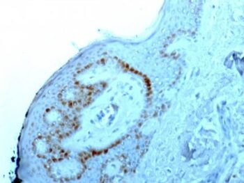 Nucleolar / Nucleoli(NM95), CF568 conjugate, 0.1mg/mL