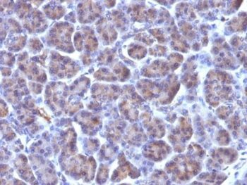 CMV-p65(CMV100), 0.2mg/mL