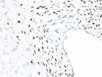 CMV-p65(CMV101), CF740 conjugate, 0.1mg/mL