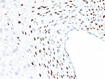 CMV-p65(CMV101), CF740 conjugate, 0.1mg/mL