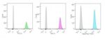 p55;50 EBV-Early Antigen(1108-1), CF488A conjugate, 0.1mg/mL