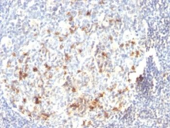 CD57 / B3GAT1(HNK-1), 0.2mg/mL