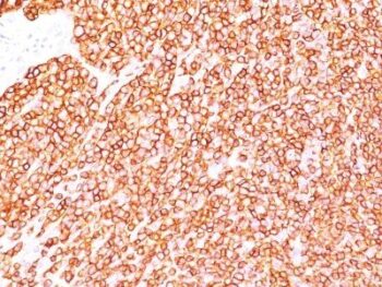 CD45RB(BRA-11G), CF647 conjugate, 0.1mg/mL