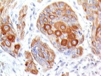 CD86(BU63), CF740 conjugate, 0.1mg/mL