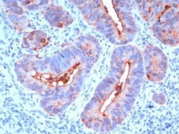 CD66 (CEA)(C66/195), CF594 conjugate, 0.1mg/mL