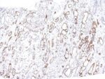 Complement C4d(C4D204), CF568 conjugate, 0.1mg/mL
