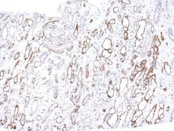 Complement C4d(C4D204), CF568 conjugate, 0.1mg/mL