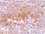 Pmel17 / gp100 / SILV(NKI-beteb), CF405S conjugate, 0.1mg/mL 1 BNUB0226-0-1