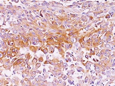 BNUB0226-0-1 BNUB0226 0 1- Immunomart