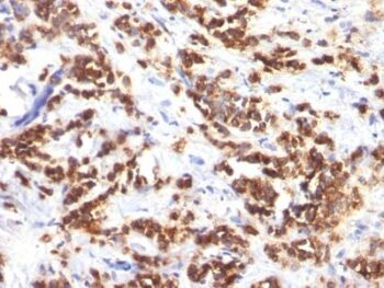 Milk Fat Globulin(MFG-06), CF740 conjugate, 0.1mg/mL