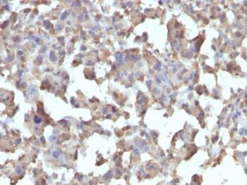 CD284 / TLR4(TLR4/230), 0.2mg/mL