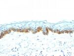 Cytokeratin, LMW(AE-1), 0.2mg/mL