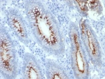 CD66 (CEA)(C66/261), CF594 conjugate, 0.1mg/mL